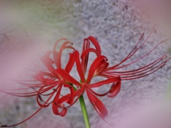 赤が綺麗・・。