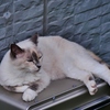 近所の猫ちゃん 2