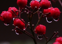 南天に降る雨