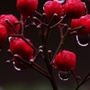 南天に降る雨