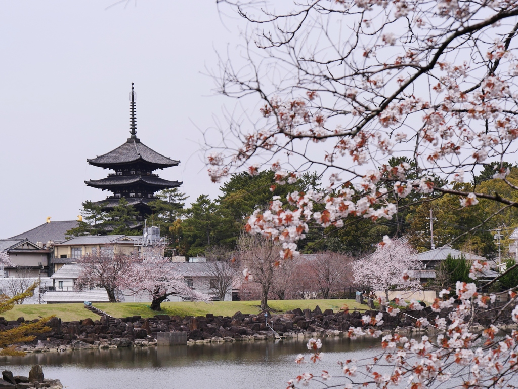 古都奈良・五重塔と桜 3