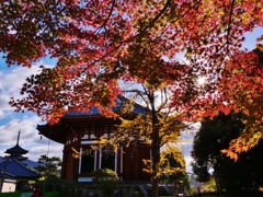 奈良興福寺・南円堂の紅葉