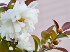 白い山茶花2