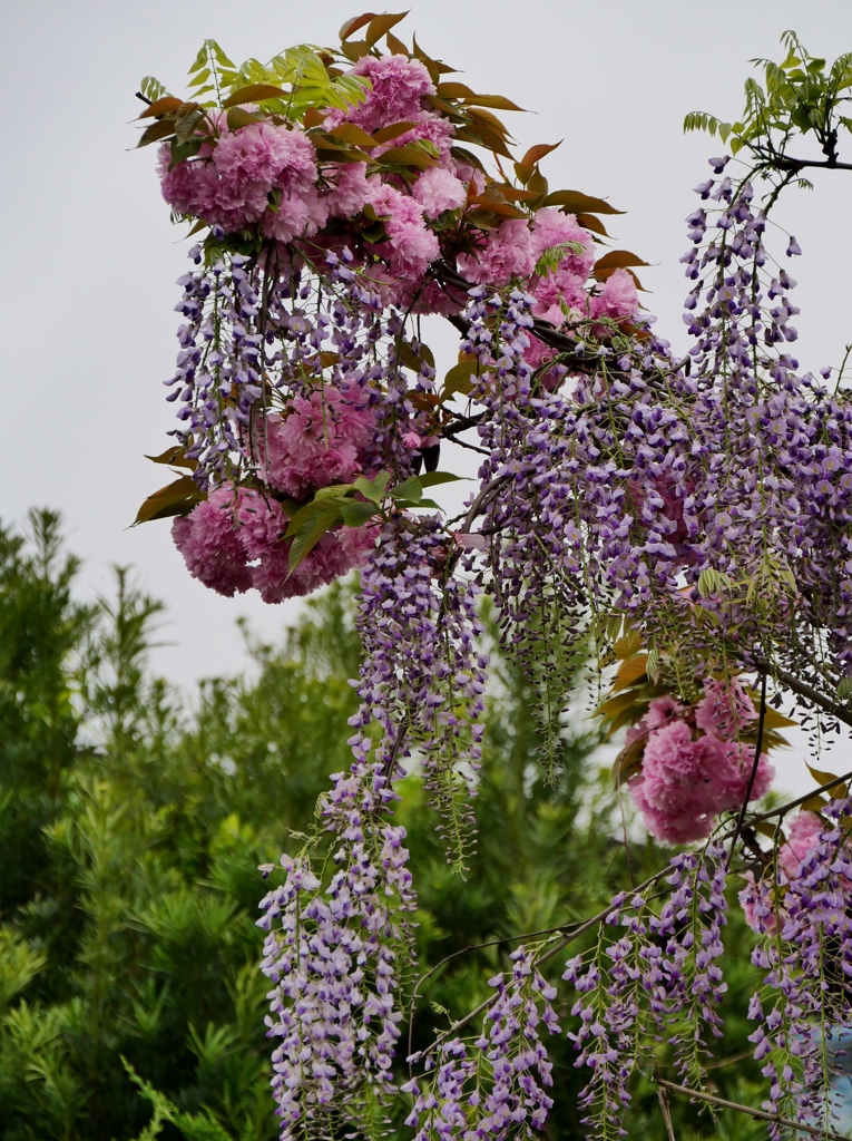 八重桜と藤と・・。3