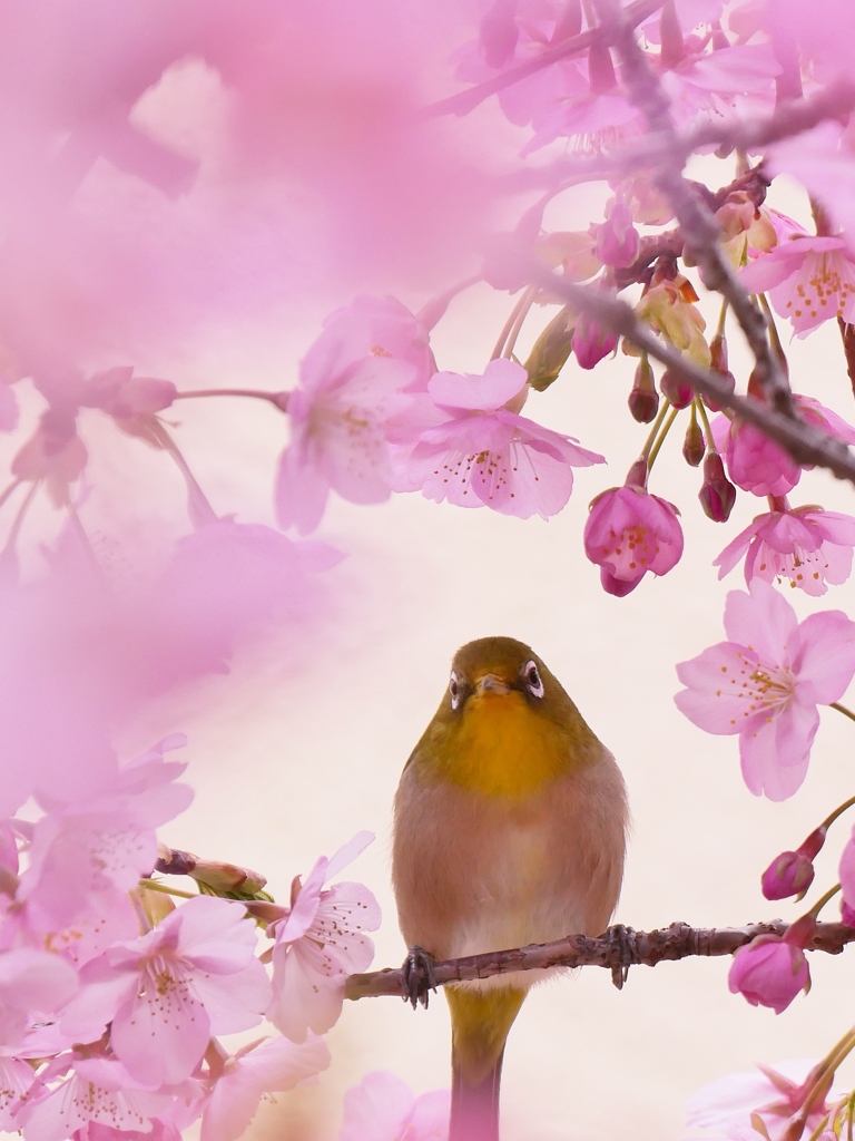 河津桜とメジロさん 3