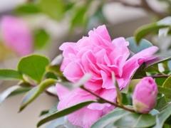 山茶花が咲きました。1