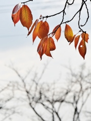 秋の終わりに・・。