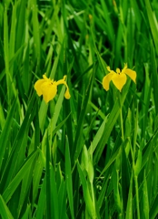黄菖蒲