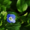 春待つ野草・・。