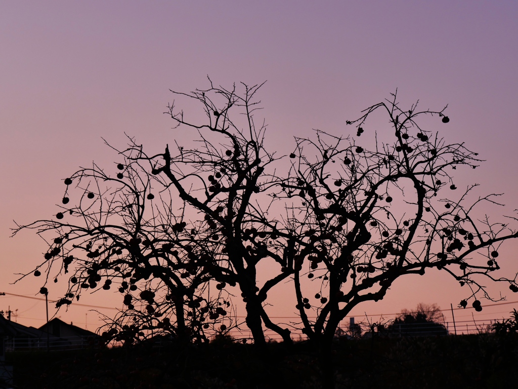 冬の日の夕暮れ