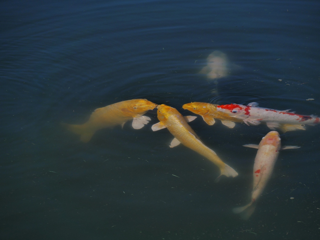 岡山・後楽園の鯉たち1