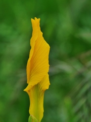 蕾2