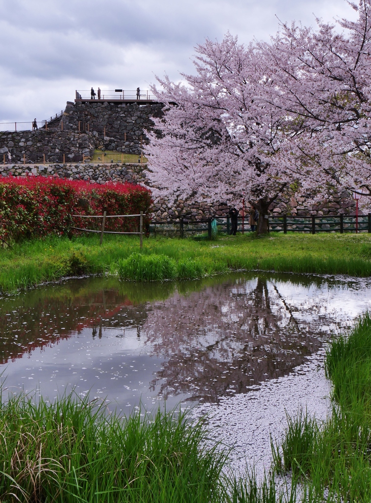 お城の桜 3