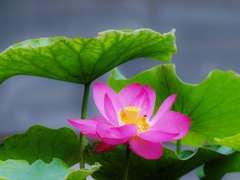 優雅に咲く1