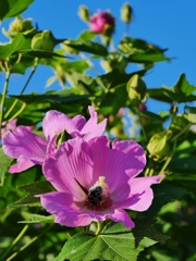 芙蓉 2