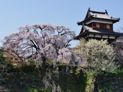 大和郡山城址の枝垂れ桜 1