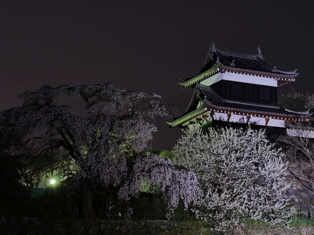 お城の夜桜1