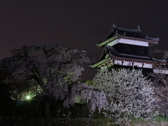お城の夜桜1