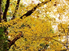 黄紅葉 1