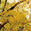 黄紅葉 1
