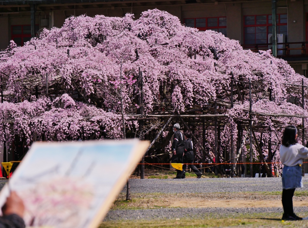 枝垂れ桜 1