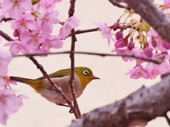 河津桜とメジロさん 2