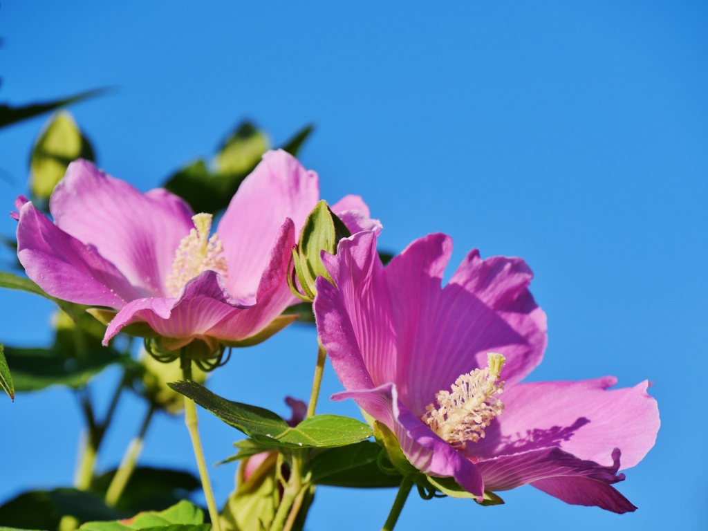 芙蓉 1