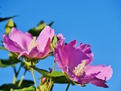 芙蓉 1
