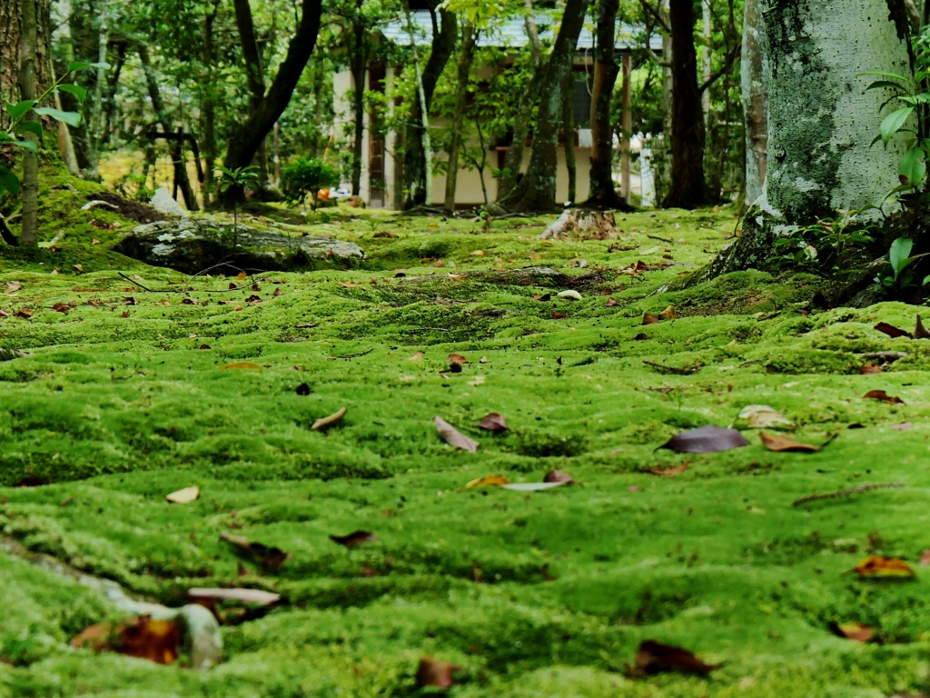 奈良秋篠寺・苔庭