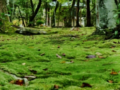 奈良秋篠寺・苔庭