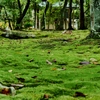 奈良秋篠寺・苔庭