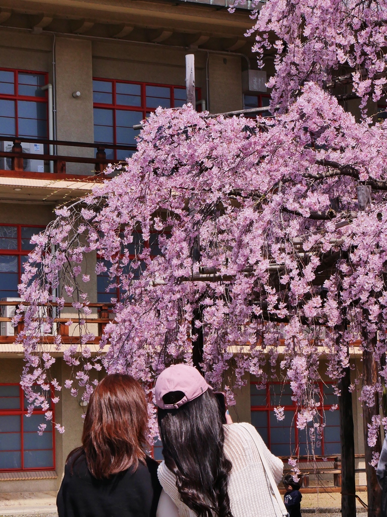 枝垂れ桜 2