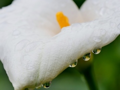 雨の日に・・。