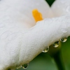 雨の日に・・。