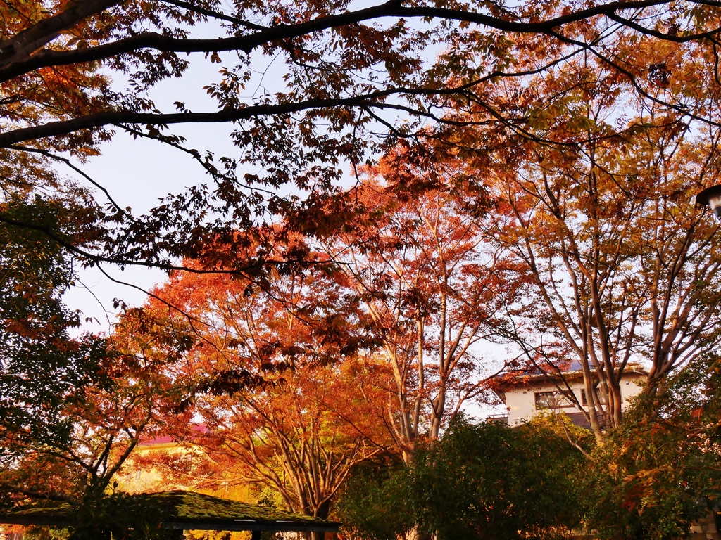 公園の紅葉・・。