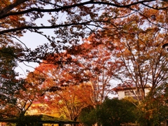 公園の紅葉・・。