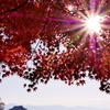 平城京紅葉1