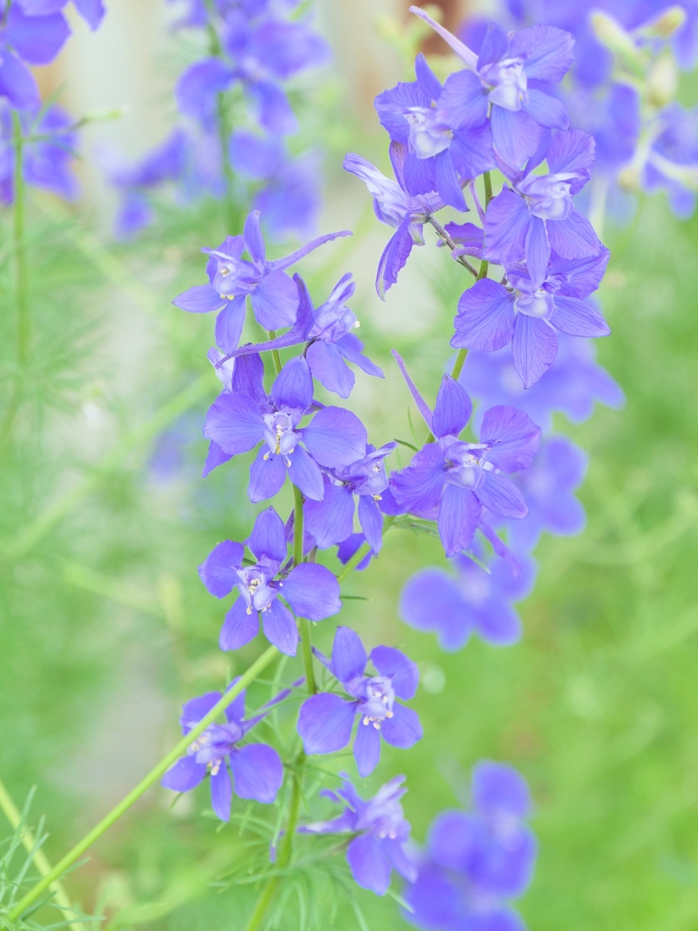 涼し気に・・。1