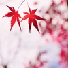 秋から冬へ・・。1