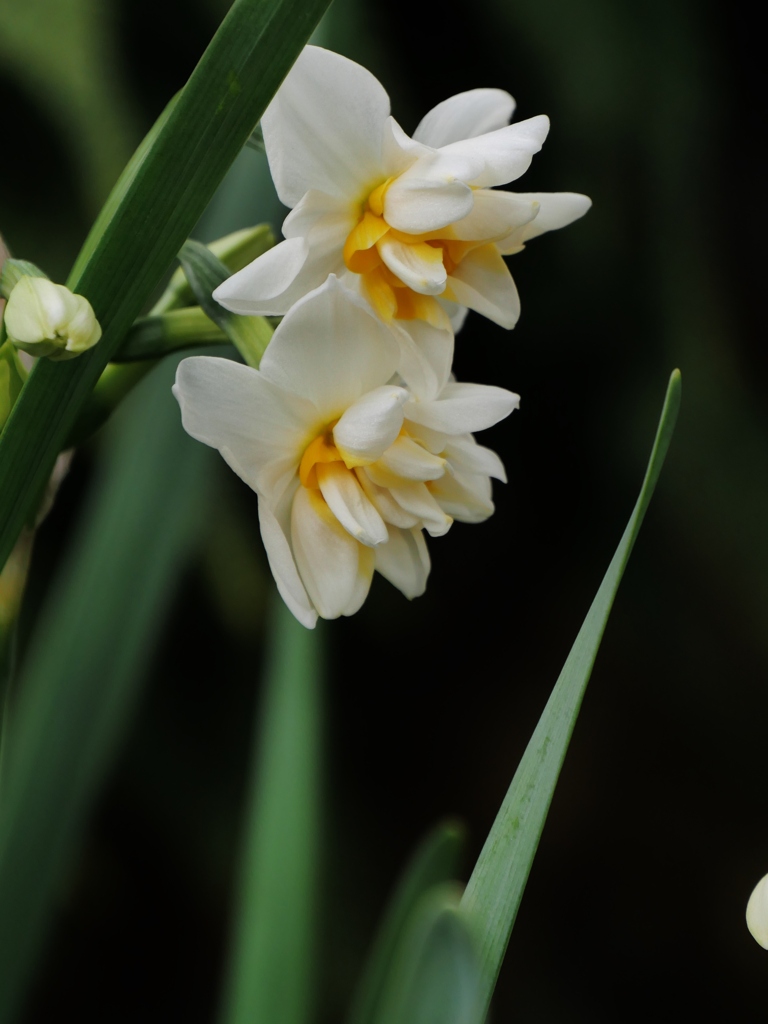 八重のスイセン