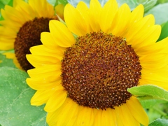 太陽に向かって・・。3