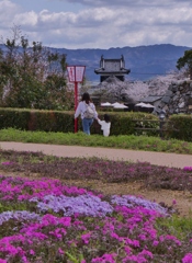 お城の桜
