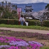 お城の桜