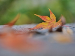 落葉・・。