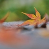 落葉・・。