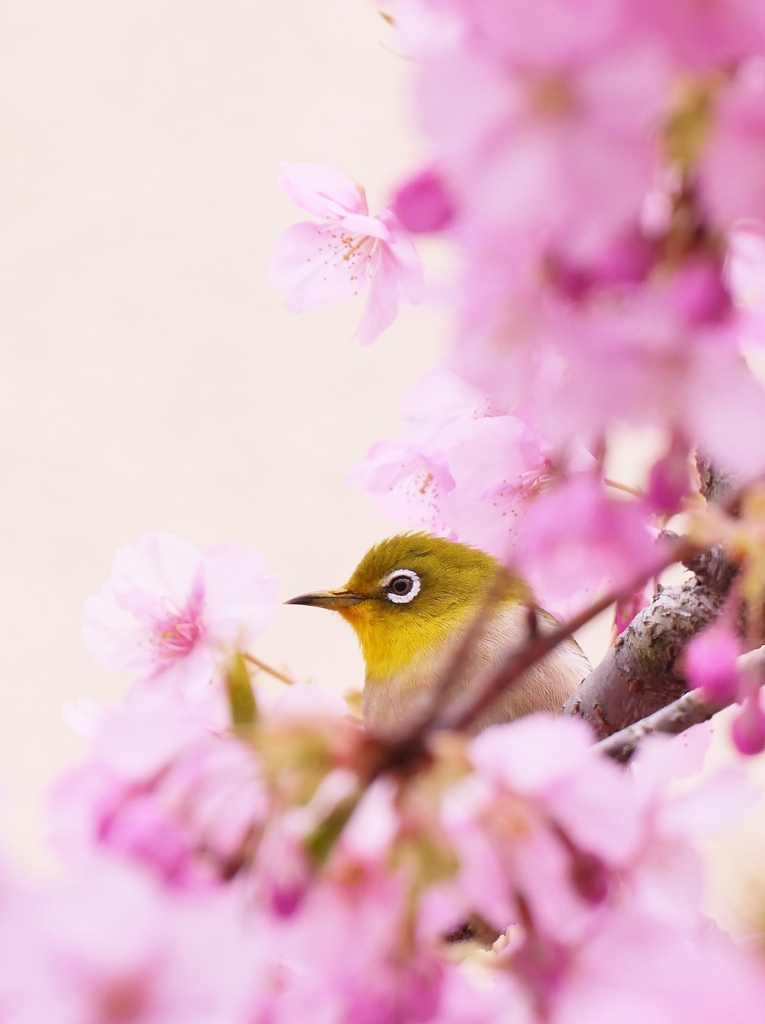 河津桜とメジロさん1