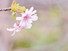 冬の桜1