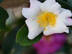白い山茶花
