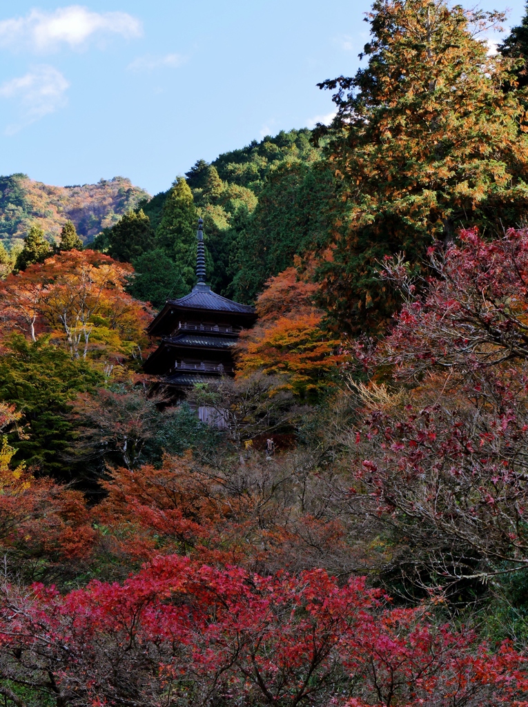 丹波篠山高源寺・三重塔紅葉 1