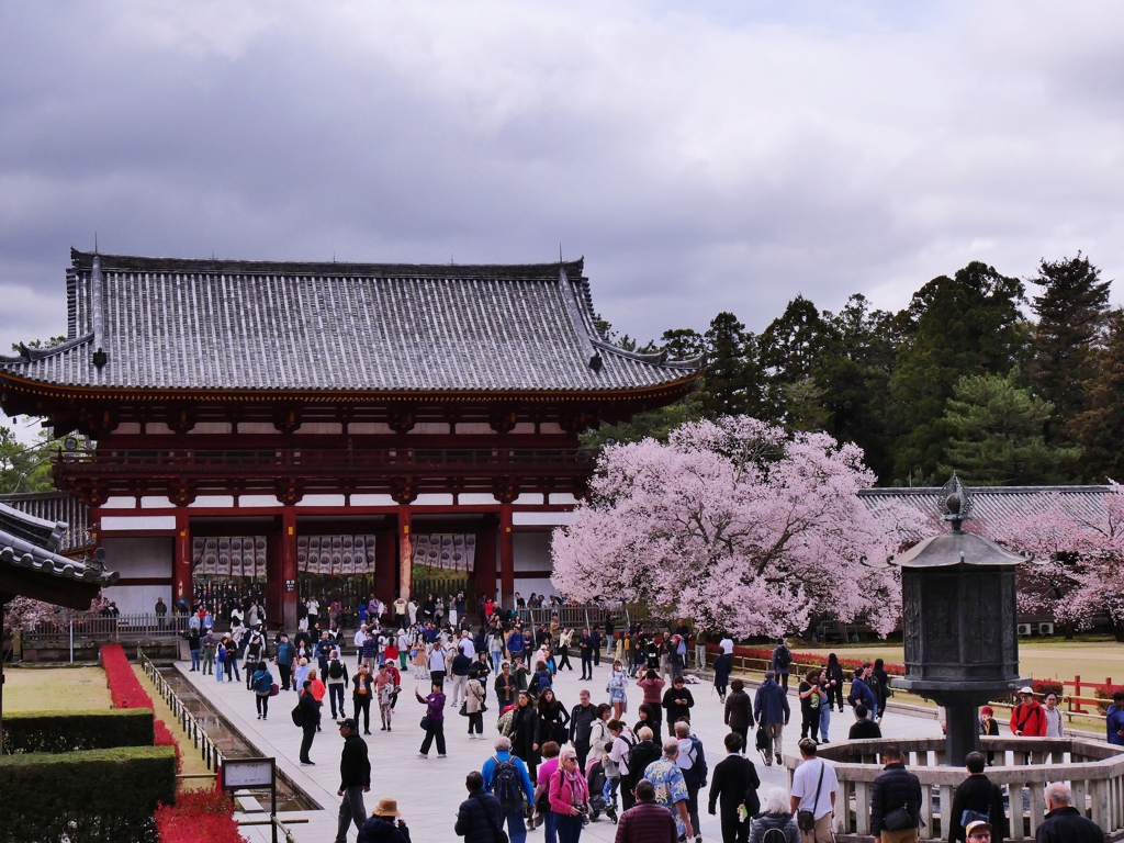 大仏殿中門の桜